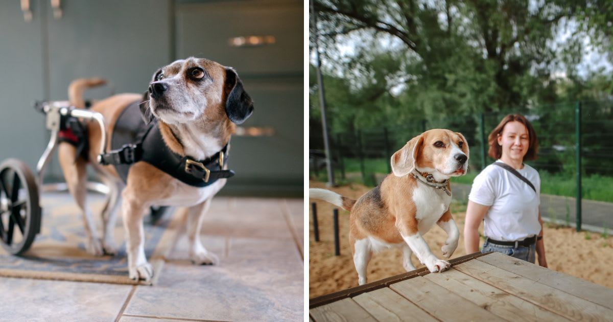 L: A small beagle mix dog with damaged lower spinal, using a wheelchair; R: Middle-aged woman training a Beagle dog in a fenced dog park. (Representative Cover Image Source: Getty Images | L: Ryan JLane; R: Natalia Lebedinskaia)