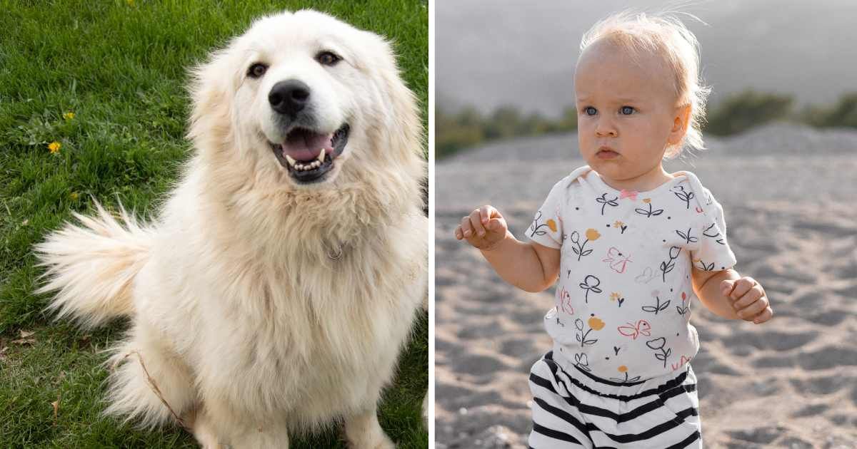 (L) An Anatolian Pyrenees mountain dog. (R) A toddler walking in a desert. (Representative Image Source: Getty Images | (L) JZ Hunt, (R) Alina Kandybka)