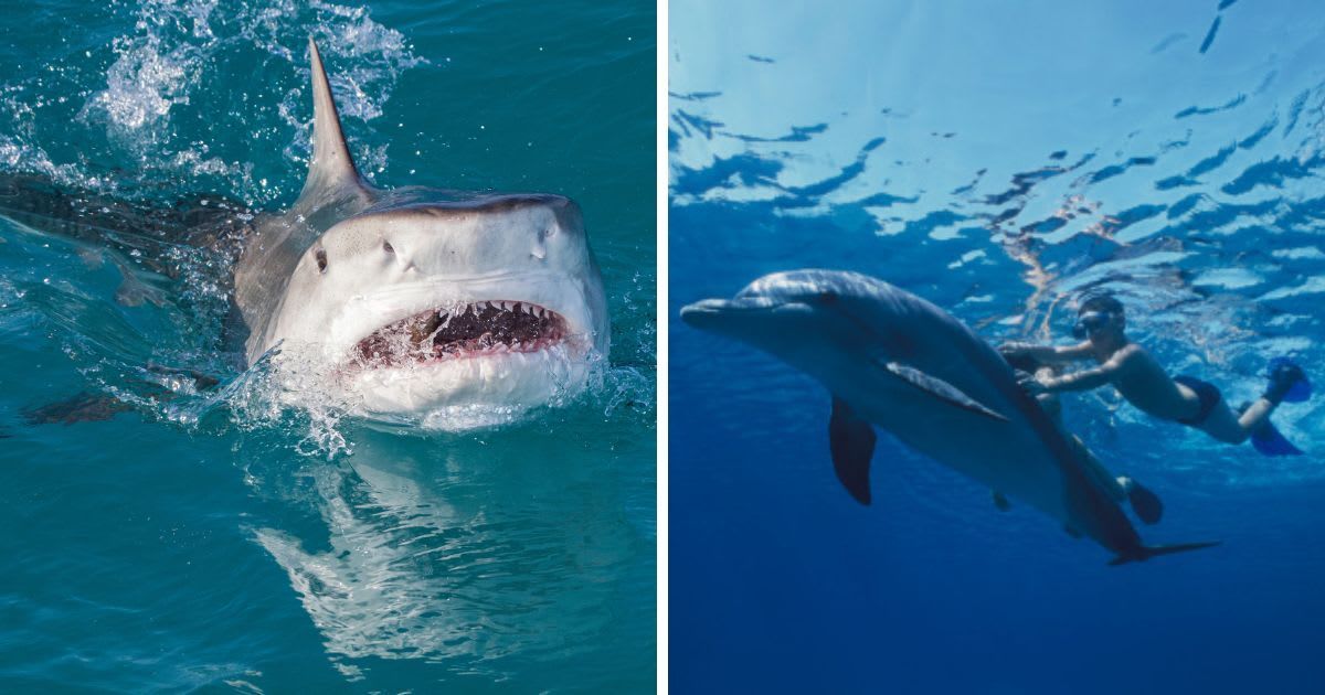(L) Tiger Shark attack at the surface with mouth open, (R) Dolphin rescuing a human. (Representative Cover Image Source: Getty Images | (L) Jeff Rotman, (R) Gregory Sweeney)