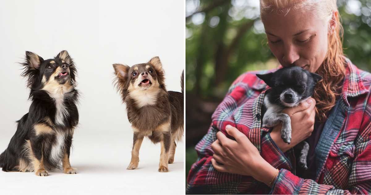 (L) Two Chihuahua dogs. (R) A woman hugging her Chihuahua pet. (Representative Image Source: Getty Images | (L) Compassionate Eye Foundation/ David Leahy, (R) Cavan Images/ Pippa Samaya)