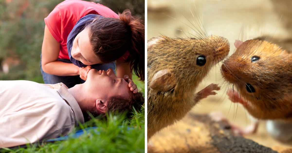 (L) Woman is performing first and on a man laying in the grass, (R) Two small brown harvest. (Representative Cover Image Source: Getty Images | (L) JanekWDmice, (R)karen crewe)