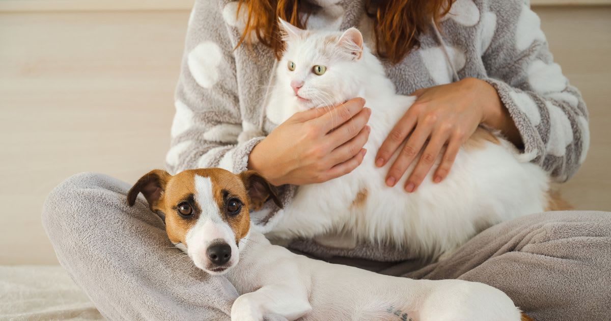 A woman holding a white fluffy cat and a Jack Russell. (Representative Cover Image Source: Getty Images | Anna Reshetnikova)