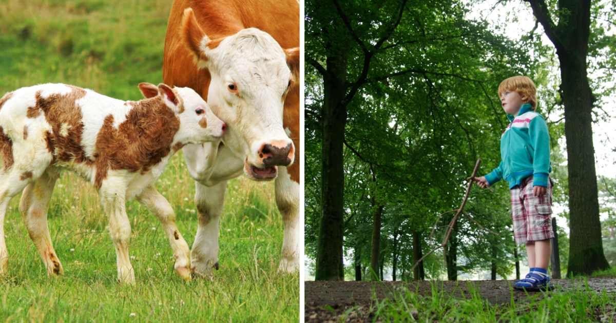 (L) A calf with his mother; (R) A boy walking in the moor. (Representative Cover Image Source: Getty Images | (L) Canetti; (R) middelveld)