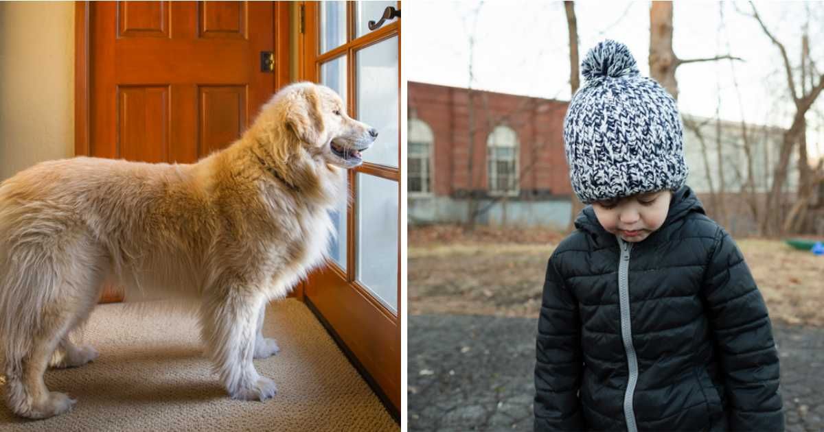 (L) Dog looking out of the window; (R) Toddler boy standing in driveway. (Representative Cover Image Source: Getty Images | (L) Barbara Brady-Smith; (R) Cavan Images)