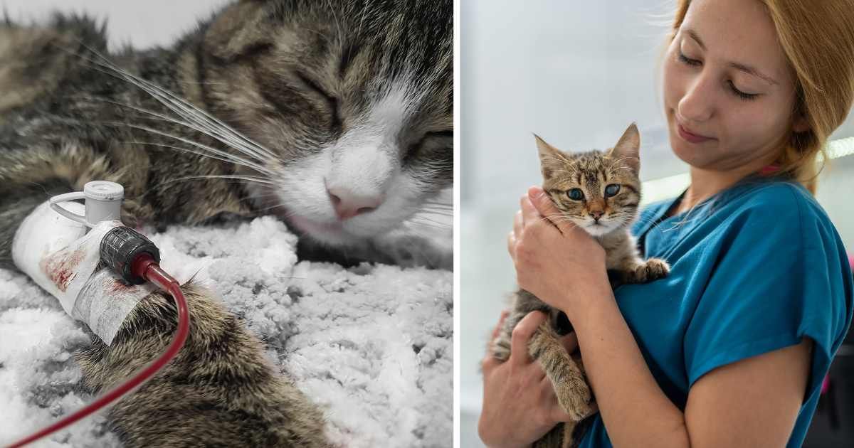 (L) A cat getting a blood transfusion. (R) A vet with a young cat. (Representative Cover Image Source: Getty Images | (L) Yurolaits Albert, (R) ilkermetinkursova)
