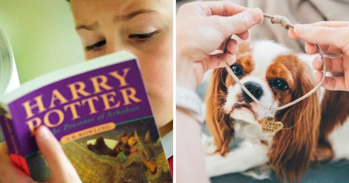 (L) A young boy reads Harry Potter books, (R) The woman puts on a collar with a tag. (Representative Cover Image Source: Getty Images | (L) Andrew Fox, (R)Maria Korneeva)