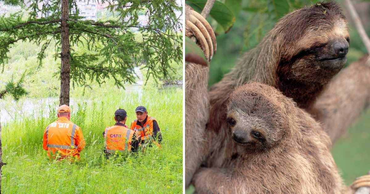 (L) A team of animal rescuers in a forest; (R) A mother sloth with baby sloth. (Representative Cover Image Source: Getty Images | (L) Vera Tikhonova; (R) Kevin Schafer)
