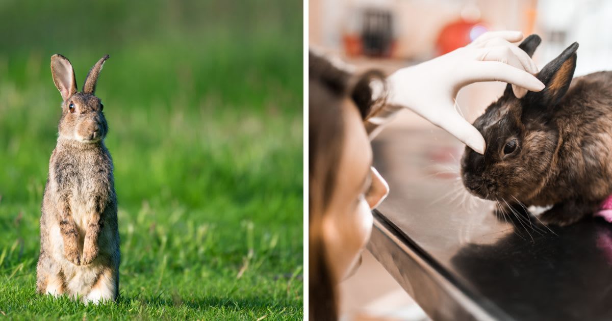 (L) Rabbit on alert, (R) Female veterinarian examining the rabbit's eye in the hospital. (Representative Cover Image Source: Getty Images | (L)James Warwick, (R)skynesher)