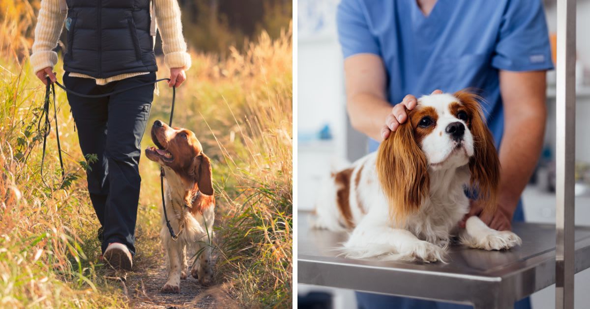 (L) Person with his dog out walking on a trail in a meadow, (R) Veterinarian Examining a Charles Spaniel Dog at a clinic. (Representative Cover Image Source: Getty Images | (L) Marcus Lindstrom, (R)FreshSplash)