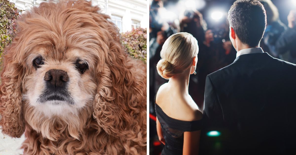 (L) A red-haired little curly dog of the poodle breed sadly looks against the background, (R) Celebrities posing for paparazzi on red carpet. (Representative Image Source: Getty Images | (L)ortlemma, (R) Paul Bradbury)
