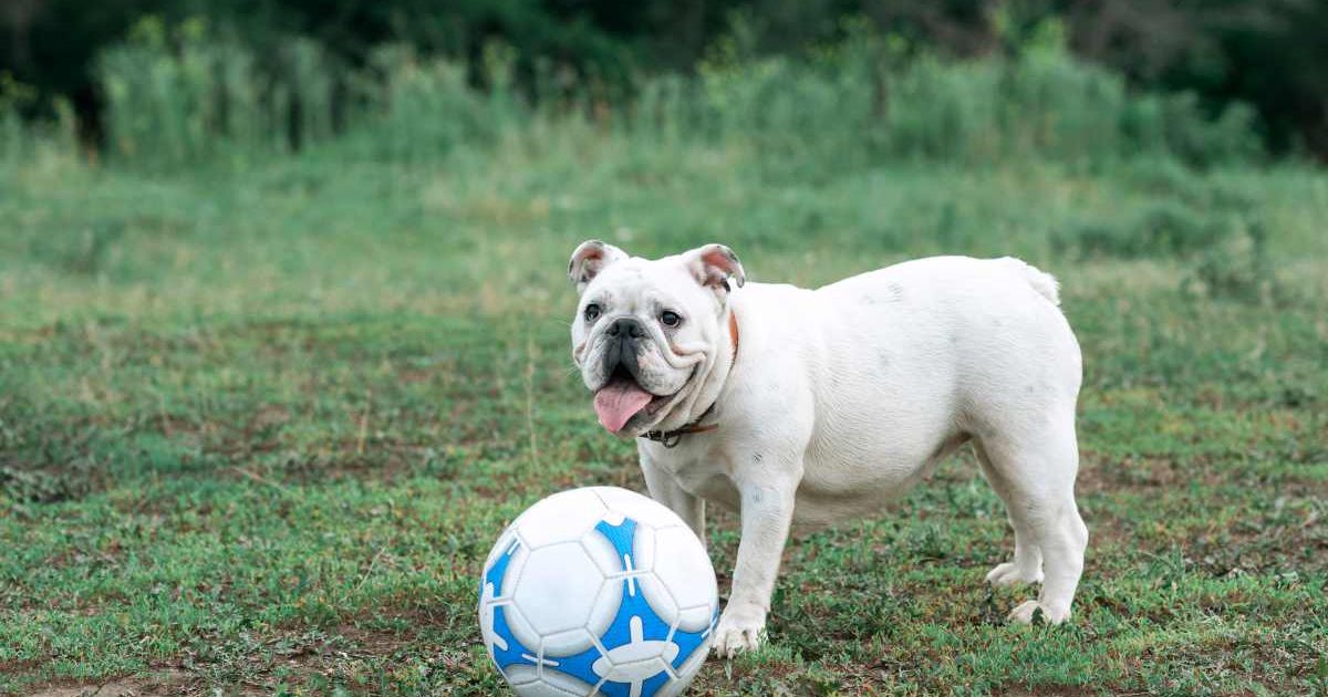 An English bulldog playing with a soccer ball. (Representative Cover Image Source: Getty Images | alexsfoto)