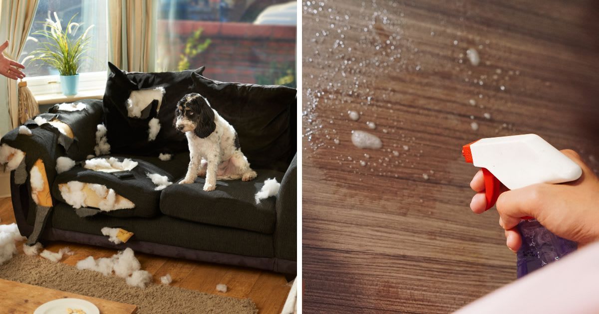 (L) A dog has destroyed the sofa, (R) A person is spraying on furniture. (Representative Cover Image Source: Getty Images | (L) sturti, (R) sellyhutapea)