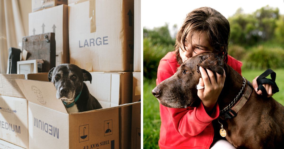 (L) A Dog in a Cardboard Box on Moving Day, (R) Girl with dog. (Representative Cover Image Source: Getty Images | (L) Catherine Falls Commercial, (R) Michael Hall)