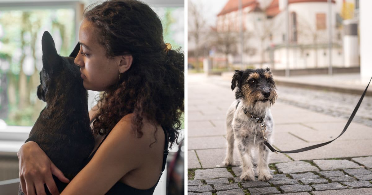(L) Girl holding a dog at home, (R) An old dog walking. (Representative Cover Image Source: Getty Images | (L) Oliver Rossi, (R) K_Thalhofer)