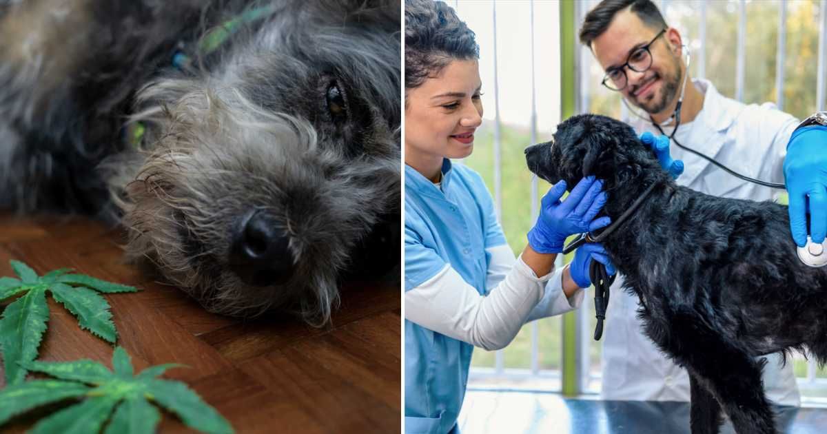 (L) The dog after eating the cannabis sativa weed leaf, (R) Vet examining dog. (Representative Image Source: Getty Images | (L)seksan Mongkhonkhamsao, (R) bluecinema)