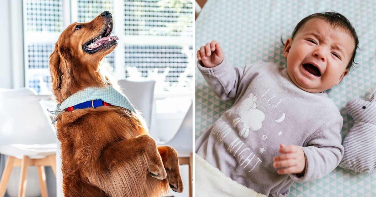 (L) A golden retriever dog jumping. (R) A crying baby girl. (Representative Cover Image Source: Getty Images | (L) rachasuk, (R) Westend61)