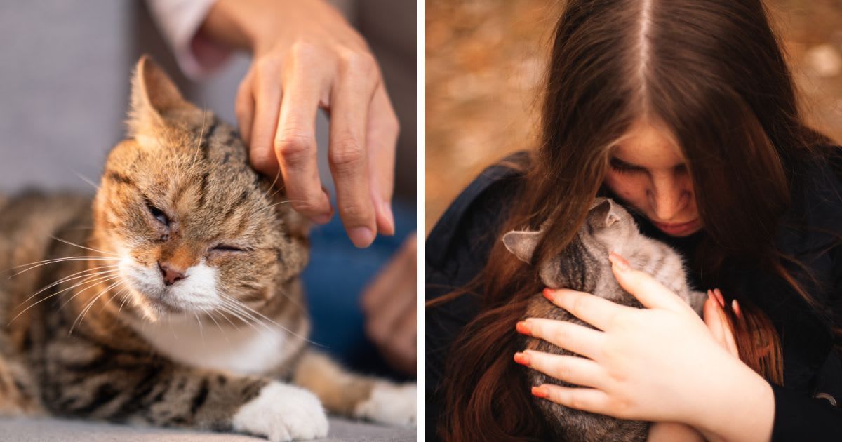 (L) Woman petting a relaxed cat, (R) Young woman embracing a cat while sitting on the bench (Representative Image Source: Getty Images | (L) Tfilm, (R) Dmytro Betsenko)