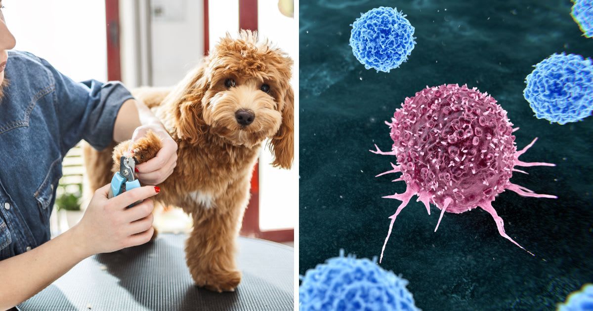 (L) Adorable Poodle Getting Its Nails Trimmed, (R) A cancer cell developing in the blood. (Representative Cover Image Source: Getty Images | (L)Nastasic, (R)THOM LEACH / SCIENCE PHOTO LIBRARY)