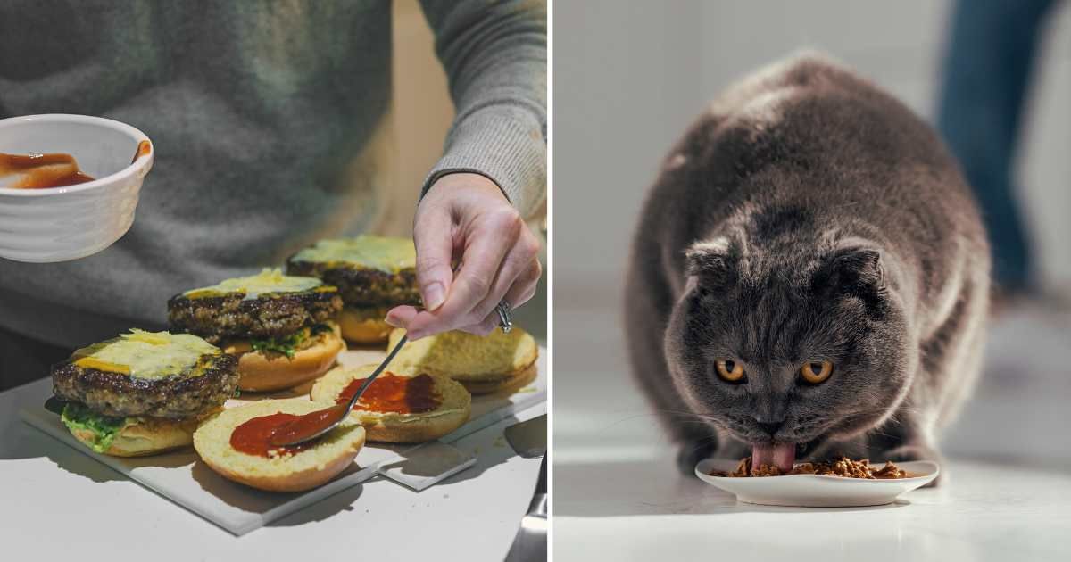 (L) A woman making burgers. (R) A cat eating cat food from a plate. (Representative Cover Image Source: Getty Images | (L) Justin Paget, (R) Westend61)
