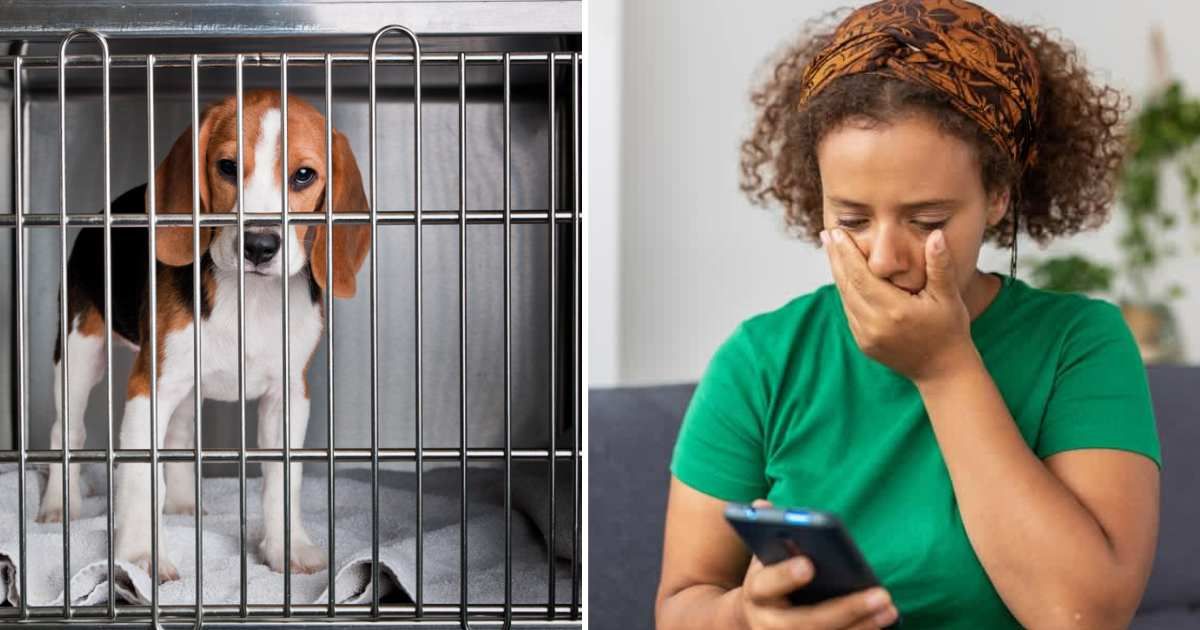 (L) A Beagle in a cage, (R) Young adult woman reading message on smartphone. (Representative Cover Image Source: Getty Images | (L)MichaelSvoboda, (R) Lorenzo)