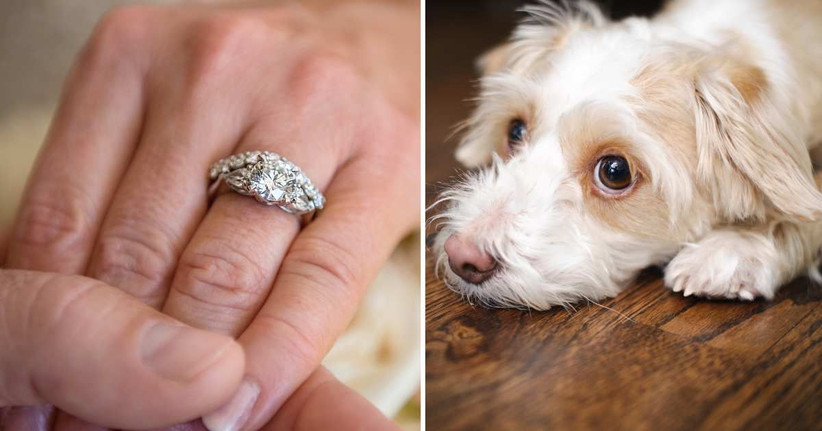 (L) A diamond wedding ring on a woman's finger. (R) A poodle mix dog lying on the floor. (Representative Cover Image Source: Getty Images | (L) Hillary Kladke, (R) Kativ)