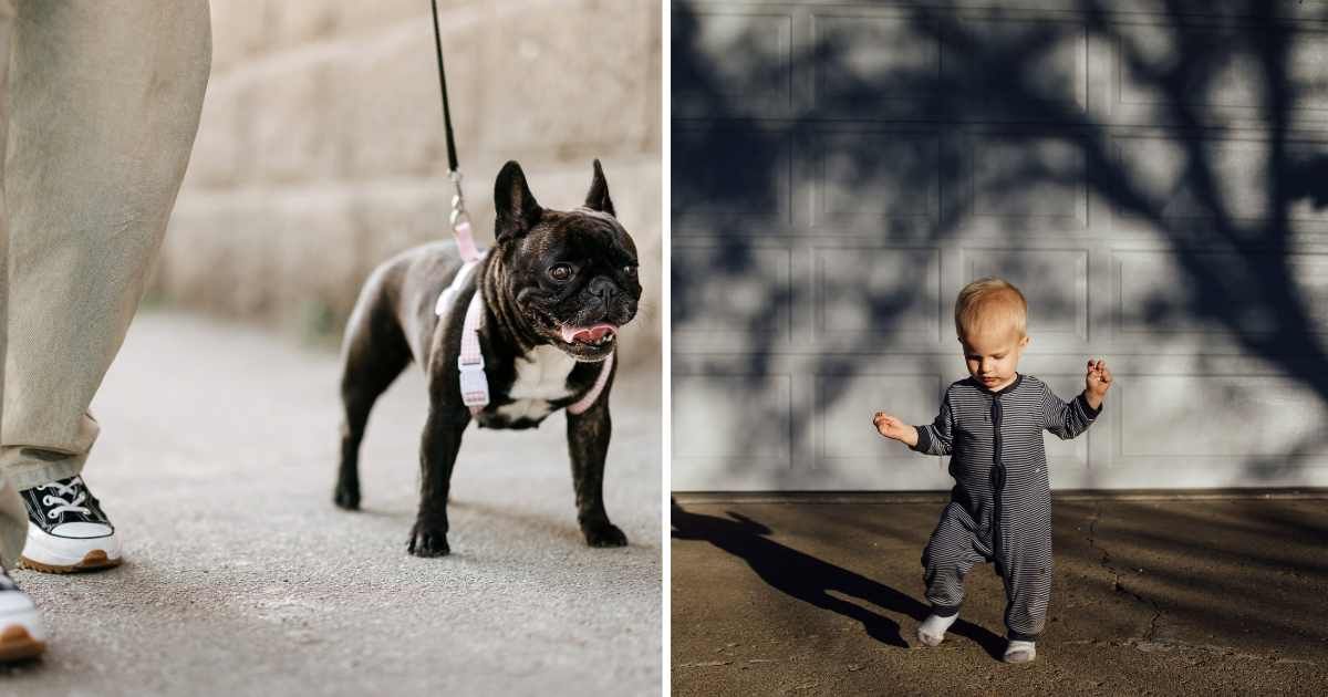 (L) A woman walking her pet French bulldog. (R) A toddler dancing in the driveway. (Representative Cover Image Source: Getty Images | (L) Stefa Nikolic, (R) Cavan Images)