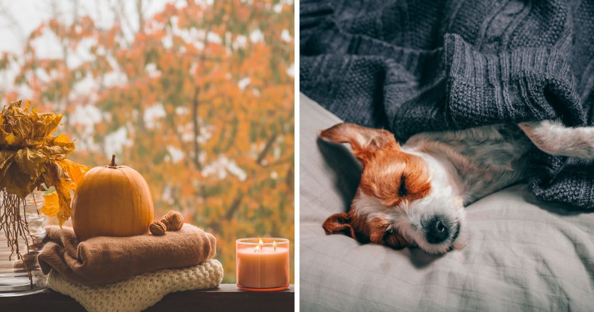 (L) Autumn decor items in home on a wooden window, (R) A dog resting. (Representative Cover Image Source: Getty Images | (L) Anastasiia Stiahailo, (R) Olga Pankova)
