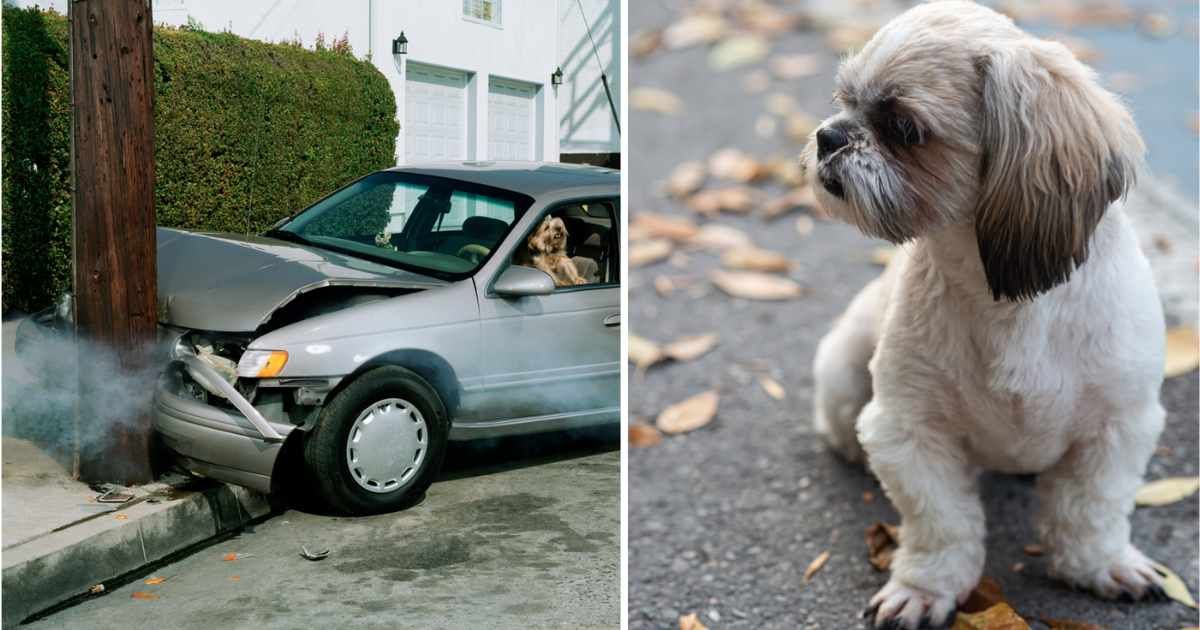 (L) Car crash against telephone pole by road, (R) Shih Tzu in fall park. (Representative Cover Image Source: Getty Images | (L) Erik Von Weber, (R) Elina_L)