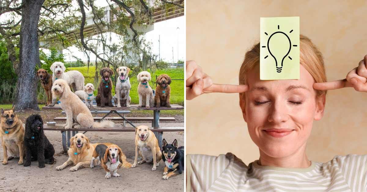 (L) A group of different dog breeds. (R) A woman with an idea bulb on her forehead. (Representative Cover Image Source: Getty Images | (L) Meaghan Browning, (R) Peter Dazeley)