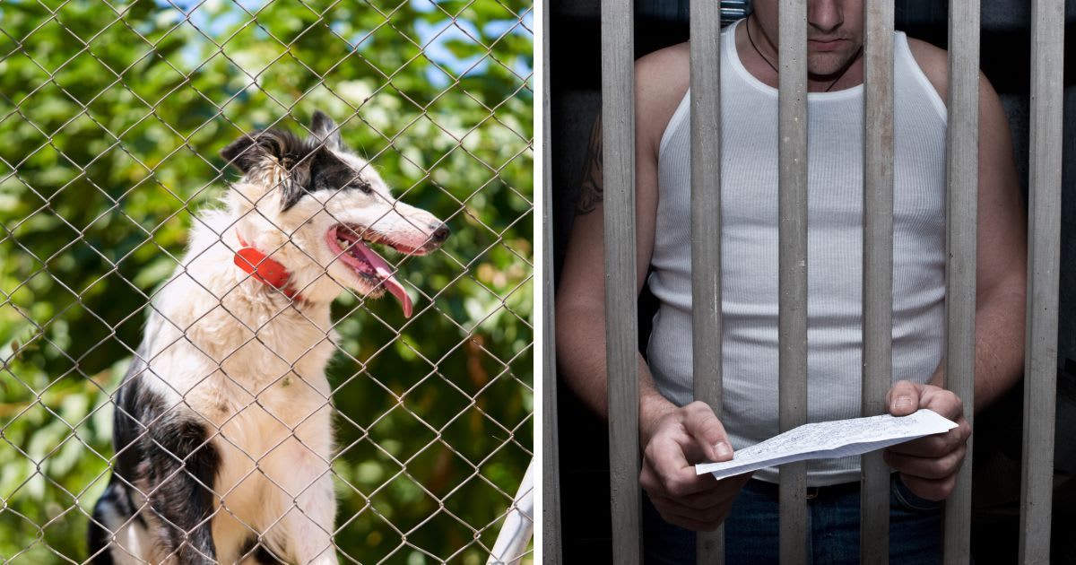 (L) A cute dog with tongue out waiting behind a fence outdoors, (R) Prisoner reading received letter. (Representative Image Source: Getty Images | (L)aire images, (R) AZemdega)