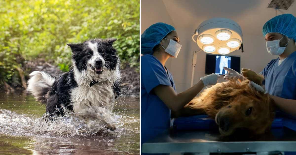 (L) A pet dog playing in a lake. (R) A dog getting treated at a vet clinic. (Representative Cover Image Source: Getty Images | (L) Alexandra Robins, (R) andresr)