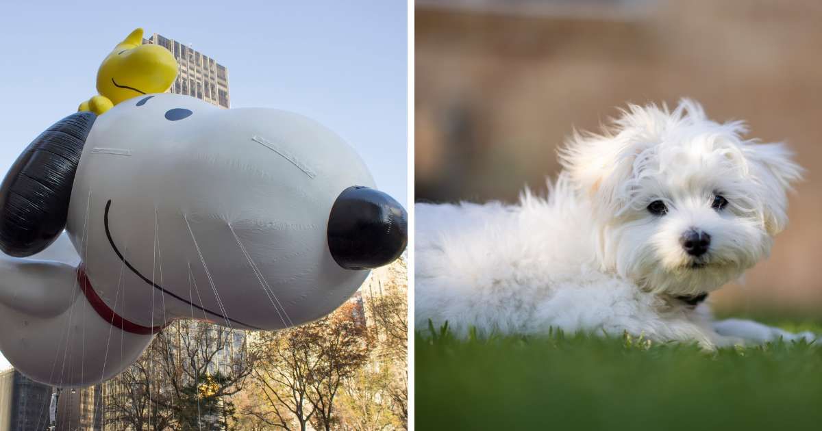 (L) Snoopy with Woodstock in 2013 Macy's Day Parade, (R) Moodle puppy cute dog looking at the camera. (Representative Cover Image Source: Getty Images | (L)dapoopta, (R) Brendan Maher)