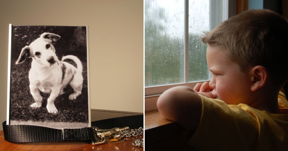 (L) Representative image of a family dog's photo, (R) little boy looking out of the window. Cover Image Source: Getty Images | (L) Uberphotos, (R) kkay