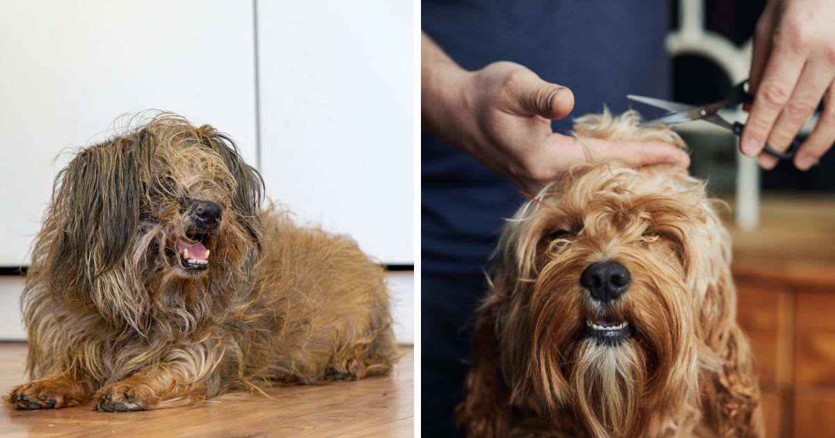 (L) A neglected dog lying on the floor, (R) Man giving his pet dog a haircut. (Representative Cover Image Source: Getty Images | (L) Adam Bartosik, (R) Sally Anscombe)