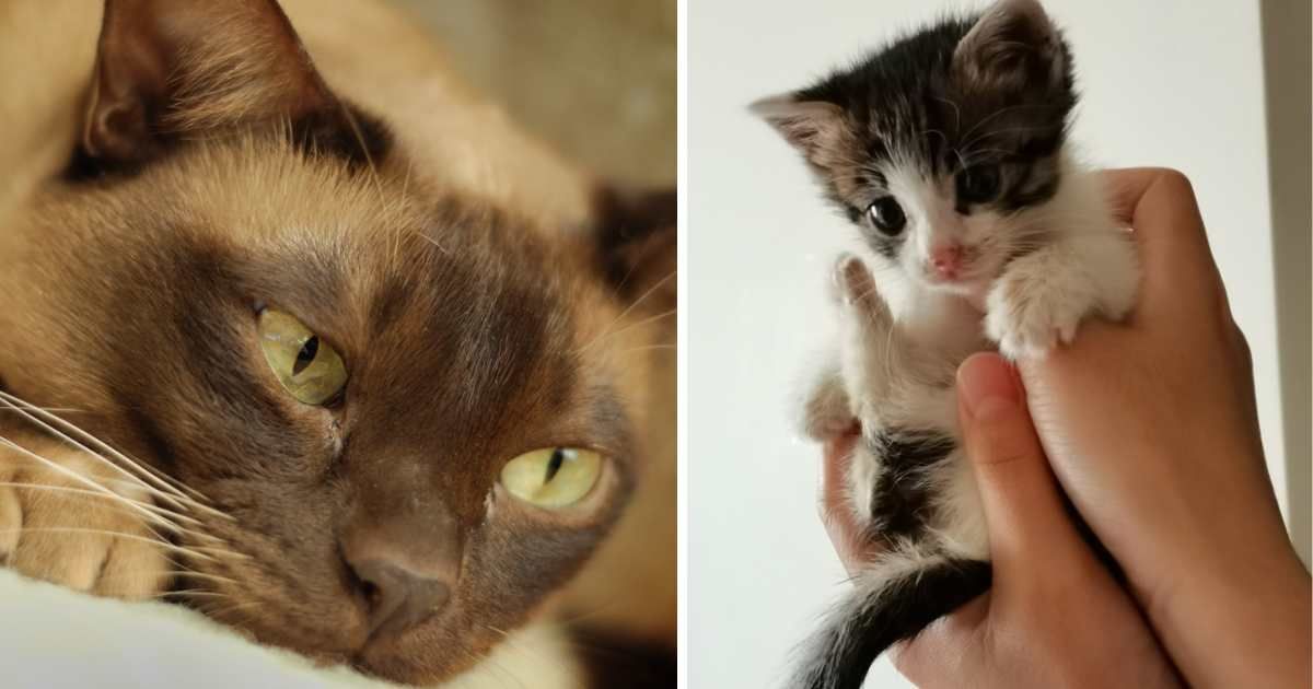 (L) Chocolate colored European burmese living in Sweden, (R) Cute Rescued Baby Kitten. (Representative Cover Image Source: Getty Images | (L) Mikael Tigerström, (R) Amanda Li)