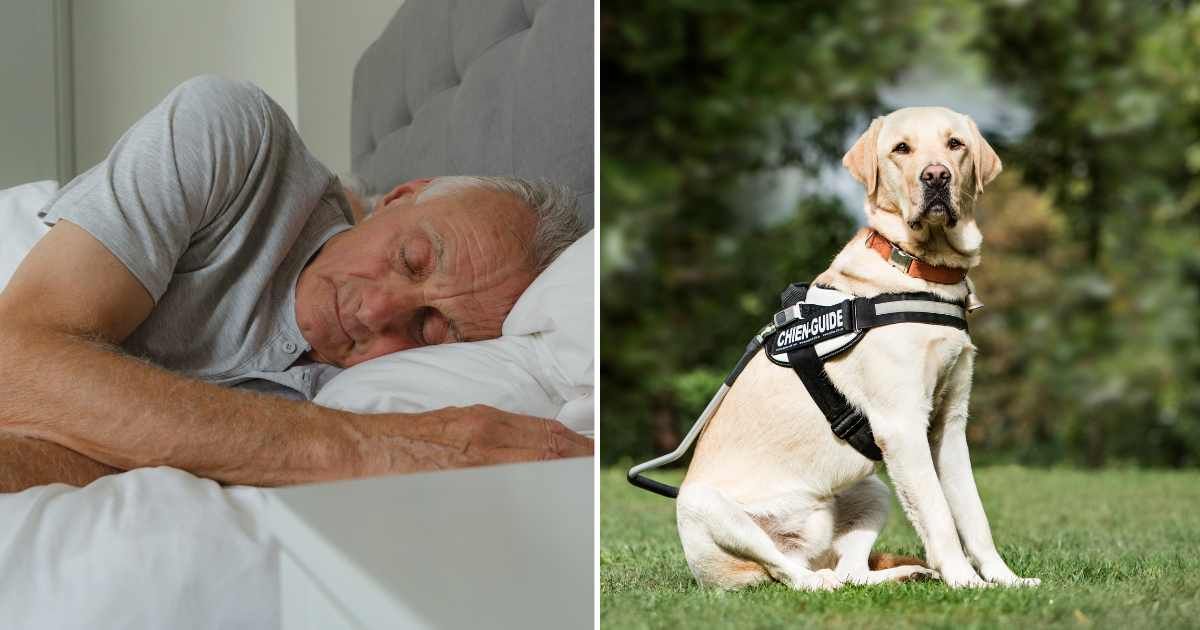 (L) A senior man sleeping. (R) A service dog. (Representative Cover Image Source: Getty Images | (L) Wavebreakmedia, (R) GlobalP)