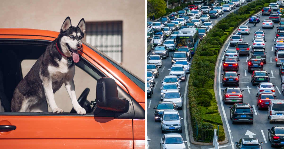 (L) Siberian Husky dog pokes its head out of a car window, (R) Traffic jam in the city. (Representative Cover Image Source: Getty Images | (L) Cavan Images, (R) Cheunghyo)