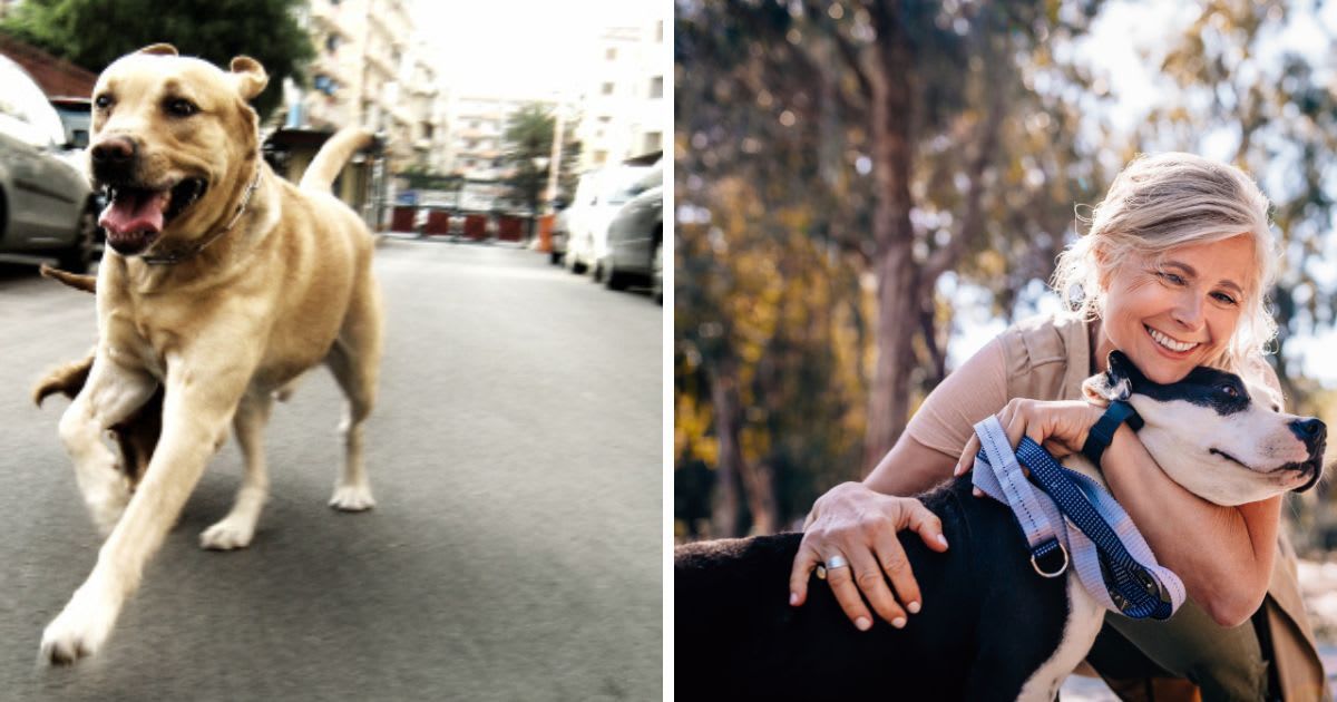 (L) Dog running on road, (R) Happy woman enjoying walk in nature. (Representative Cover Image Source: Getty Images | (L)mari d'angeri, (R) wundervisuals)