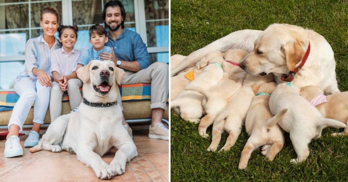 (L) Family with Labrador on the porch, (R) A Labrador feeding her puppies. (Representative Cover Image Source: Getty Images | (L) LightFieldStudios, (R) ilona75)