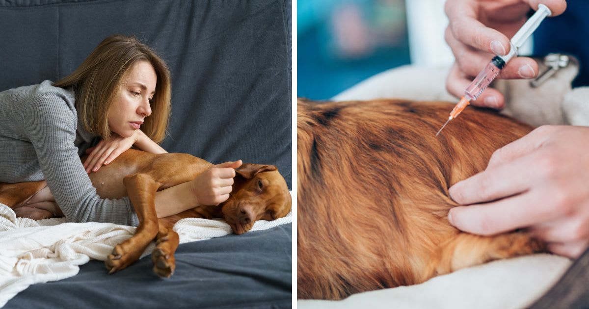 (L) Upset woman care of weakening old dog at home, (R) Dog euthanasia. (Representative Cover Image Source: Getty Images |(L) Dima Berlin, (R) VioletaStoimenova)