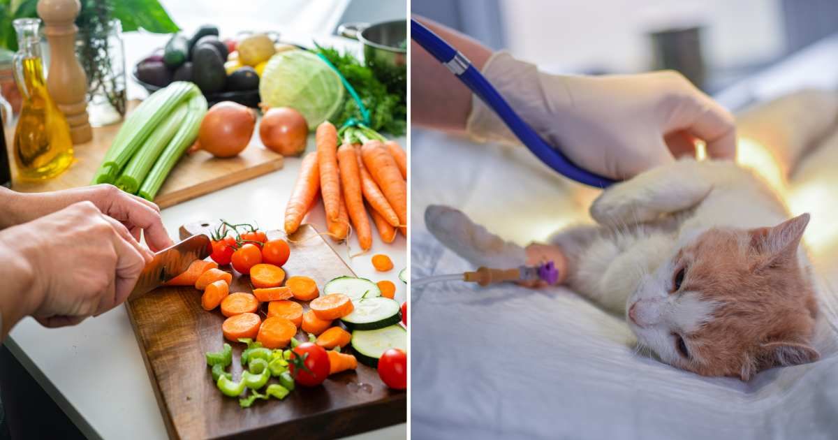 (L) A man chopping different vegetables. (R) A cat getting treatment at a vet clinic. (Representative Cover Image Source: Getty Images | (L) fcafotodigital, (R) Predrag Popovski)