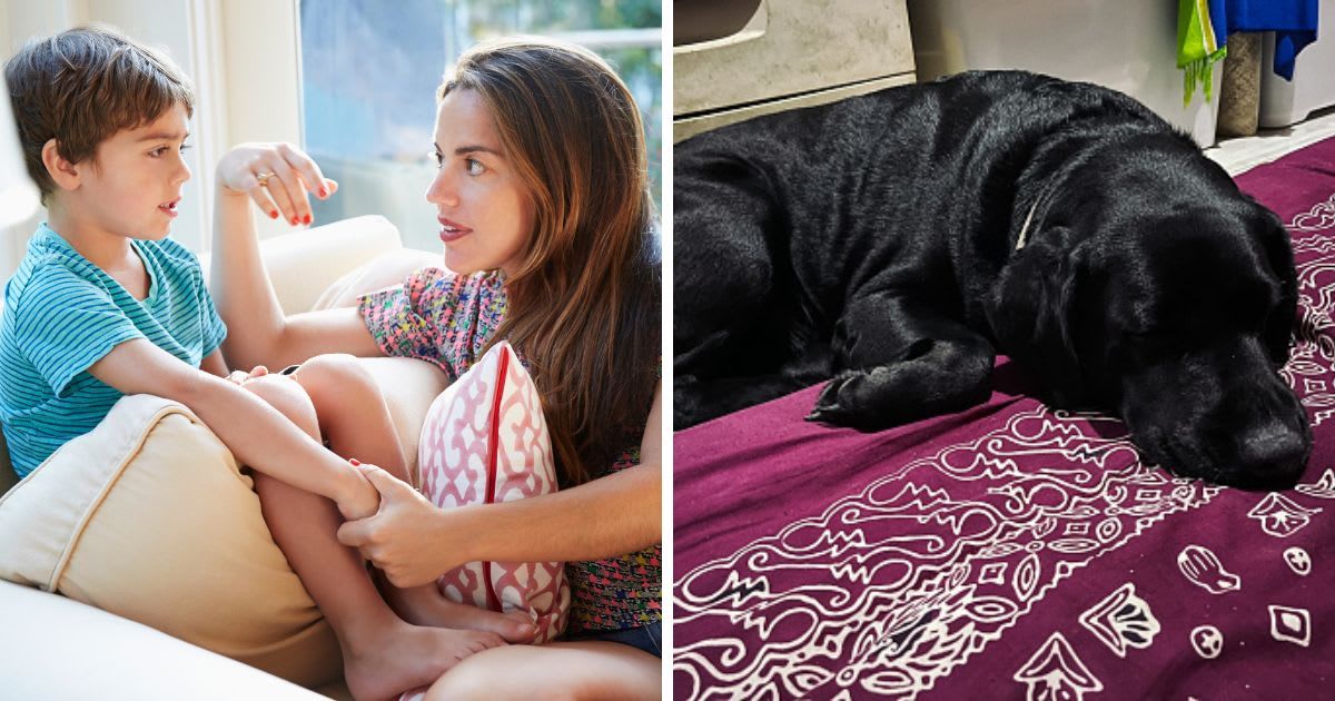 (L) Mother talking to son on the sofa, (R) Portrait of a sleepy black Labrador dog. (Representative Cover Image Source: (L) Camille Tokerud, (R) sellyhutapea)