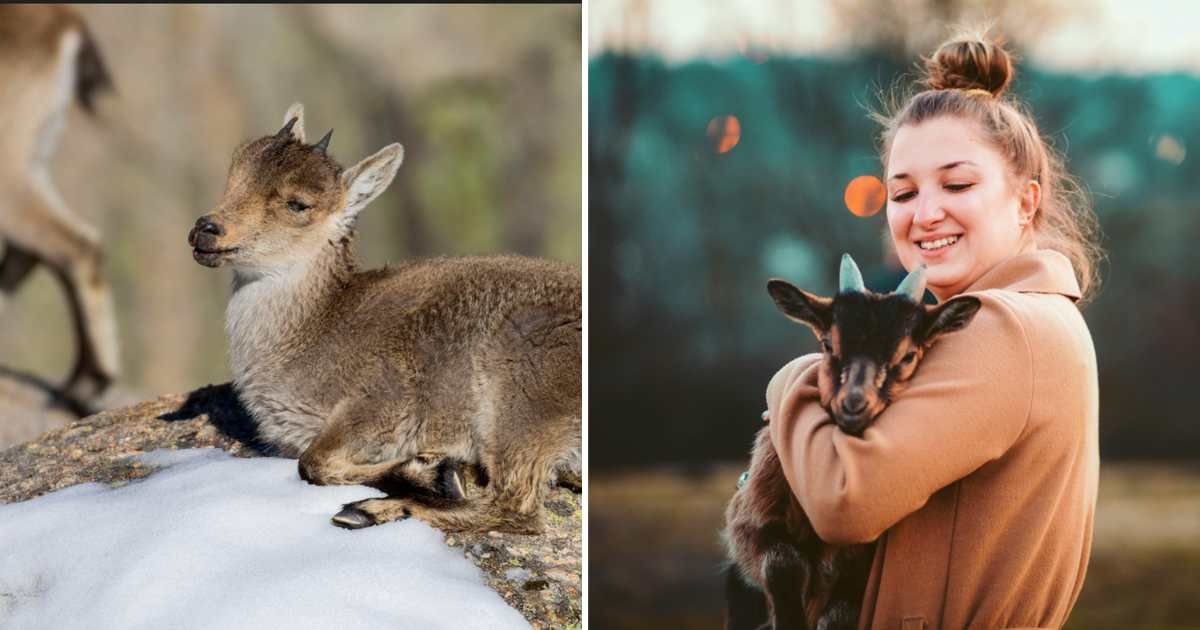(L) Baby goat sitting (R) Woman Holding Baby Goat. (Representative Cover Image Source: Getty Images | (L) imageBROKER/Rainer Mueller; (R): Nevena1987)