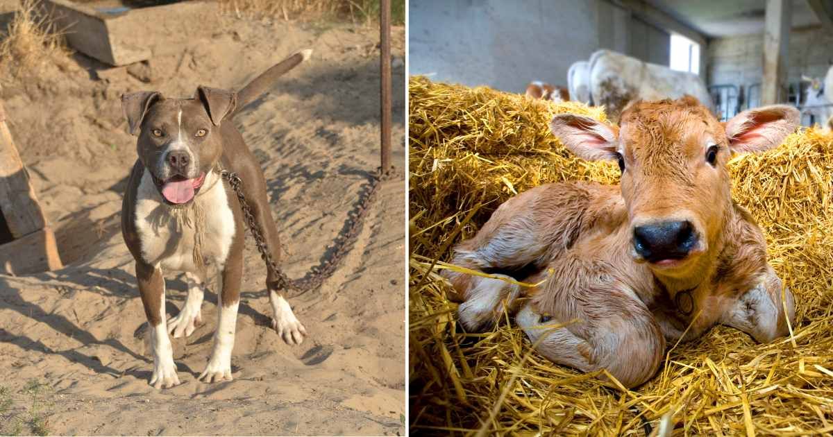 (L) A pitbull dog. (R) A calf sitting on a farm. (Representative Cover Image Source: Getty Images | (L) photon64, (R) seraficus)