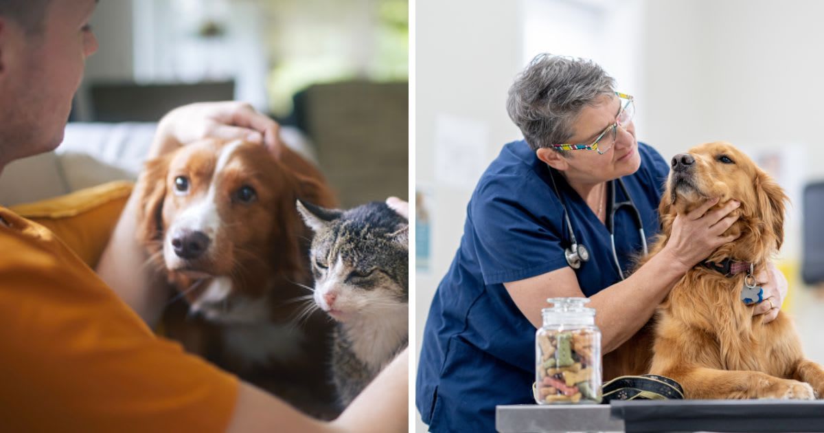 (L) Pet owner stroking his old cat and dog together, (R) Golden Retriever at the Vet. (Representative Cover Image Source: Getty Images | (L) Chalabala, (R) FatCamera)