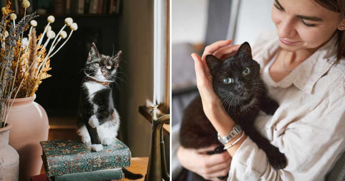 (L) A cat sitting in a book shop. (R) A woman with a black cat. (Representative Cover Image Source: Getty Images | (L) Catherine Falls Commercial, (R) OR Images)