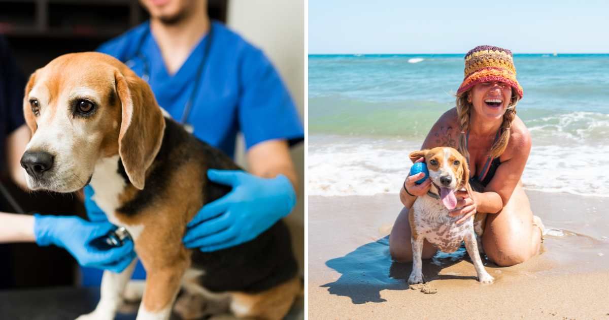 (L) A sad-looking dog at the vet. (R) A happy owner with her pet dog on the beach. (Representative Cover Image Source: Getty Images | (L) Antonio_Diaz, (R) David Petrus Ibars)