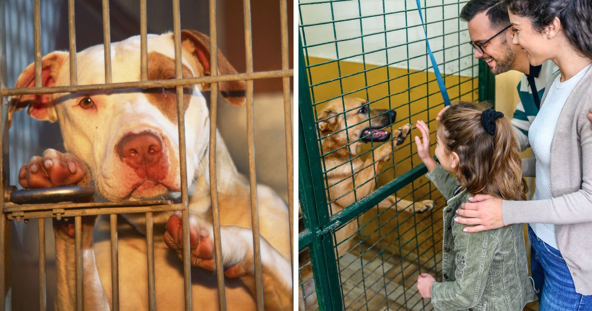 (L) Pit Bull in an Animal Shelter, (R)Family getting to know dogs in animal shelter. (Representative Cover Image Source: Getty Images | (L) Aaron Horowitz , (R) bluecinema)
