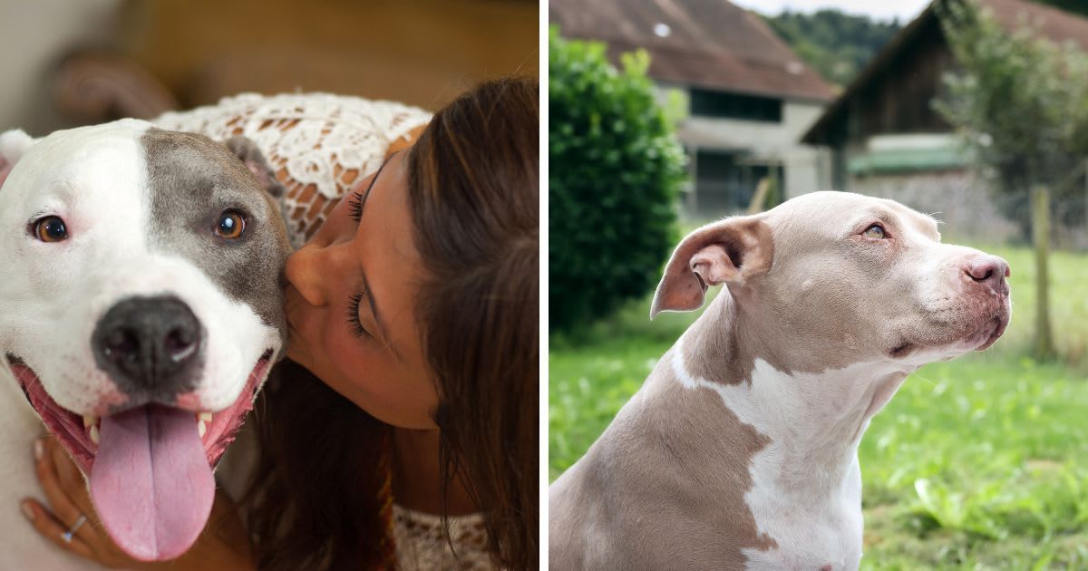 (L) Young hispanic woman kissing her pit bull terrier, (R) A sad dog missing his owner. (Representative Cover Image Source: Getty Images | (L)wjenningsphotography, (R)Petra Richli)