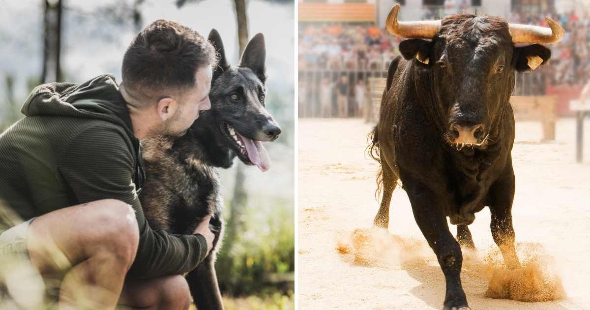 (L) A man with his pet dog. (R) A raging bull. (Representative Cover Image Source: Getty Images | (L) Ricardo Mendoza Garbayo, (R) Saliken)